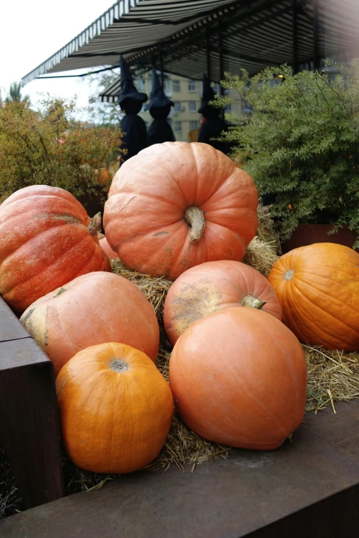 a pile of pumpkins sitting on top of a pile of hay, by Jan Tengnagel, slide show, square, pot, big pods