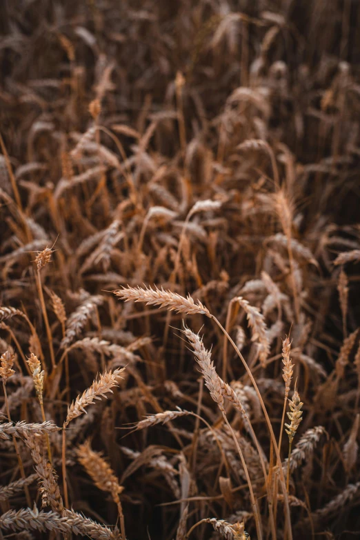 a field of wheat ready to be harvested, by Tobias Stimmer, trending on pexels, muted brown, full frame image, tall, winter