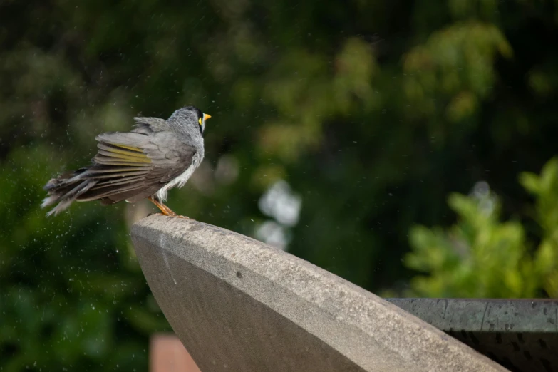 a bird that is standing on a ledge, fountain, taken with sony alpha 9, grey, gilt-leaf winnower