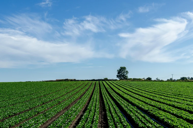 a field of lettuce under a blue sky, by Andries Stock, pexels contest winner, 2 5 6 x 2 5 6 pixels, green lines, old american midwest, an australian summer landscape