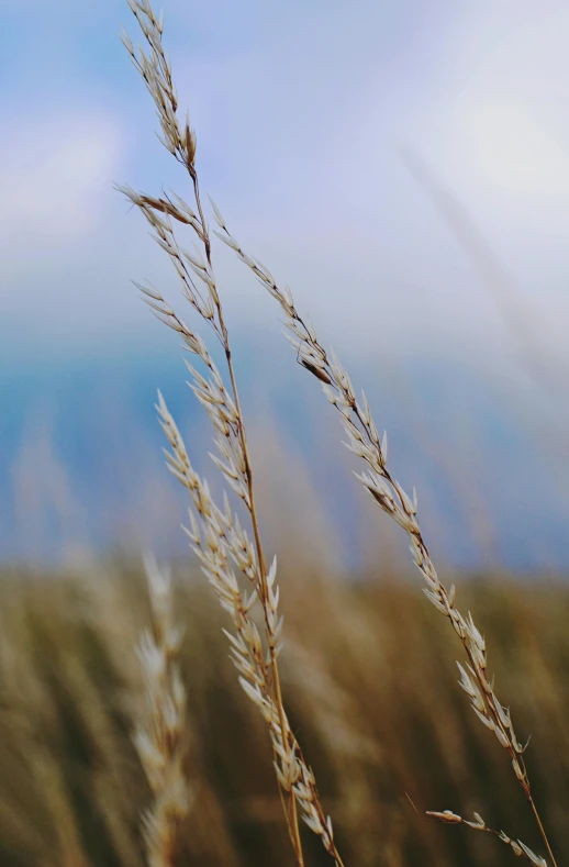a field of tall grass with a blue sky in the background, by David Simpson, unsplash, background image, seeds, cliffside, malt