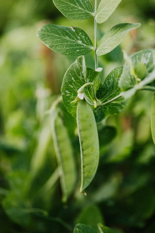 a close up of a plant with green leaves, jack and the bean stalk, sage green, subtle detailing, beans