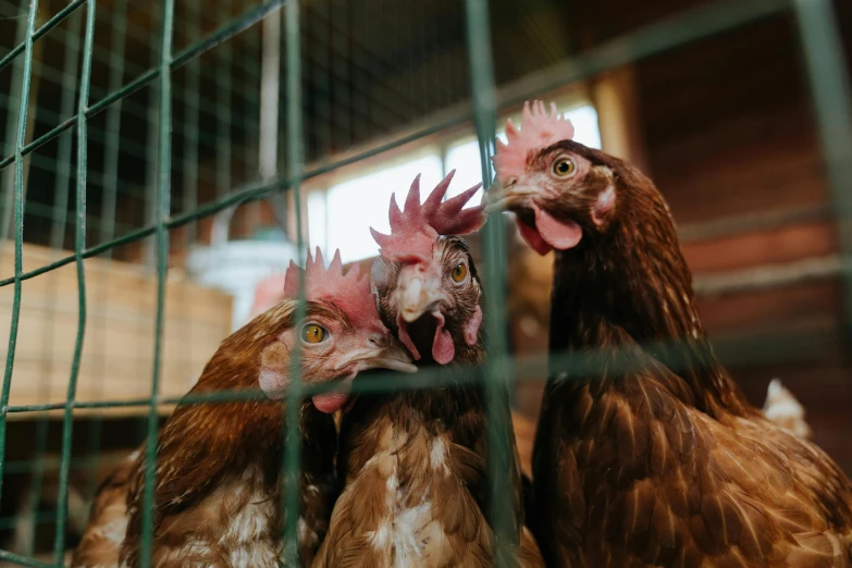 a group of chickens standing next to each other in a cage, a portrait, trending on pexels, shocked, 🦩🪐🐞👩🏻🦳, australian, commercially ready