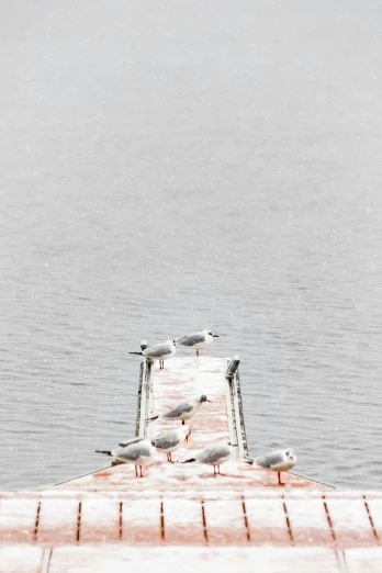 a group of seagulls sitting on a dock next to a body of water, by Colijn de Coter, minimalism, orange grey white, 2022 photograph, sittin