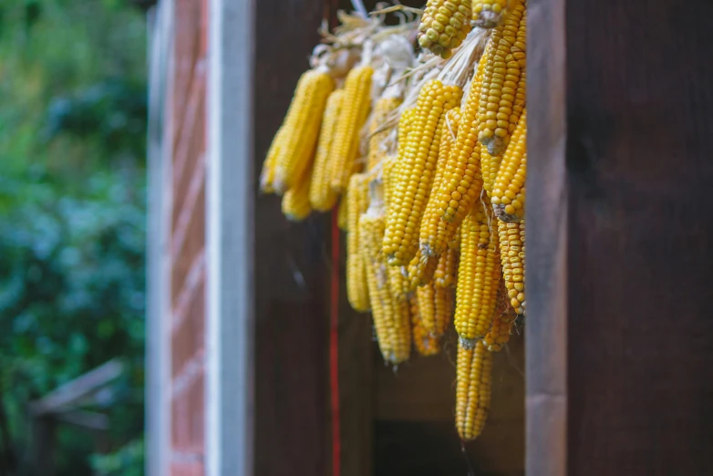 a bunch of corn hanging from the side of a building, by Yasushi Sugiyama, unsplash, sukkot, ready to eat, profile image, multiple stories