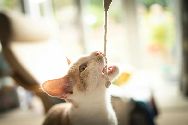 a close up of a cat playing with a string, unsplash, honey dripping from ceiling, sunny lighting, very long neck, ready to eat