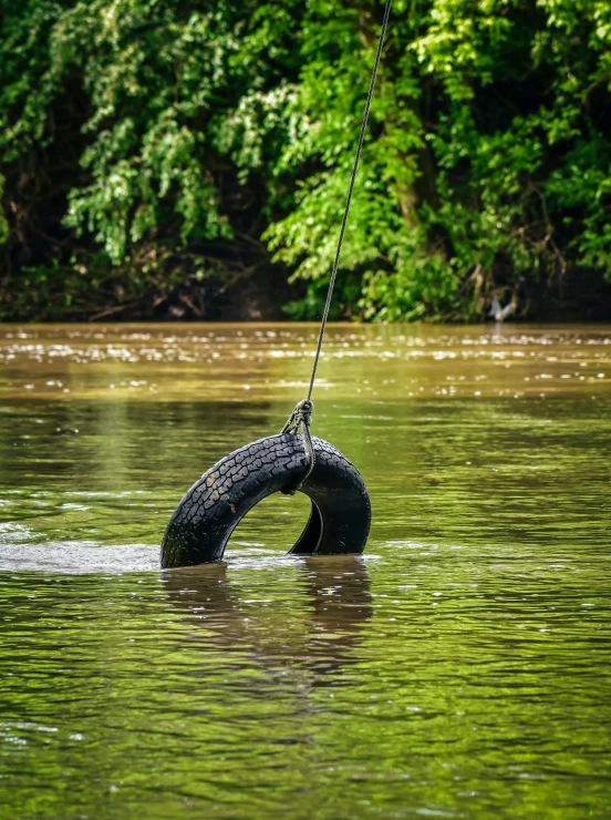 a tire floating in a river with trees in the background, hanging rope, discovered for the first time, 15081959 21121991 01012000 4k, pulitzer prize winning