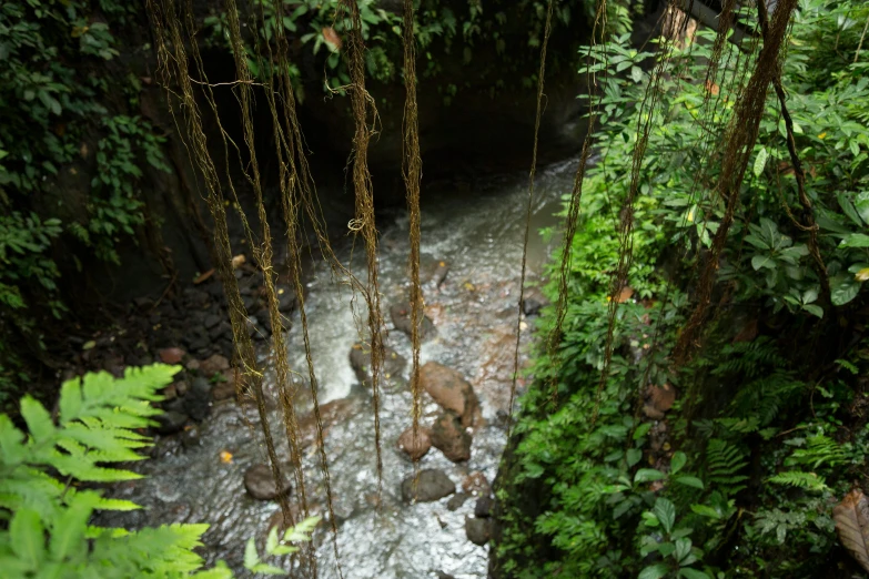 a stream running through a lush green forest, by Jessie Algie, hurufiyya, plants inside cave, iron smelting pits, akaka falls, ayahuasca ceremony