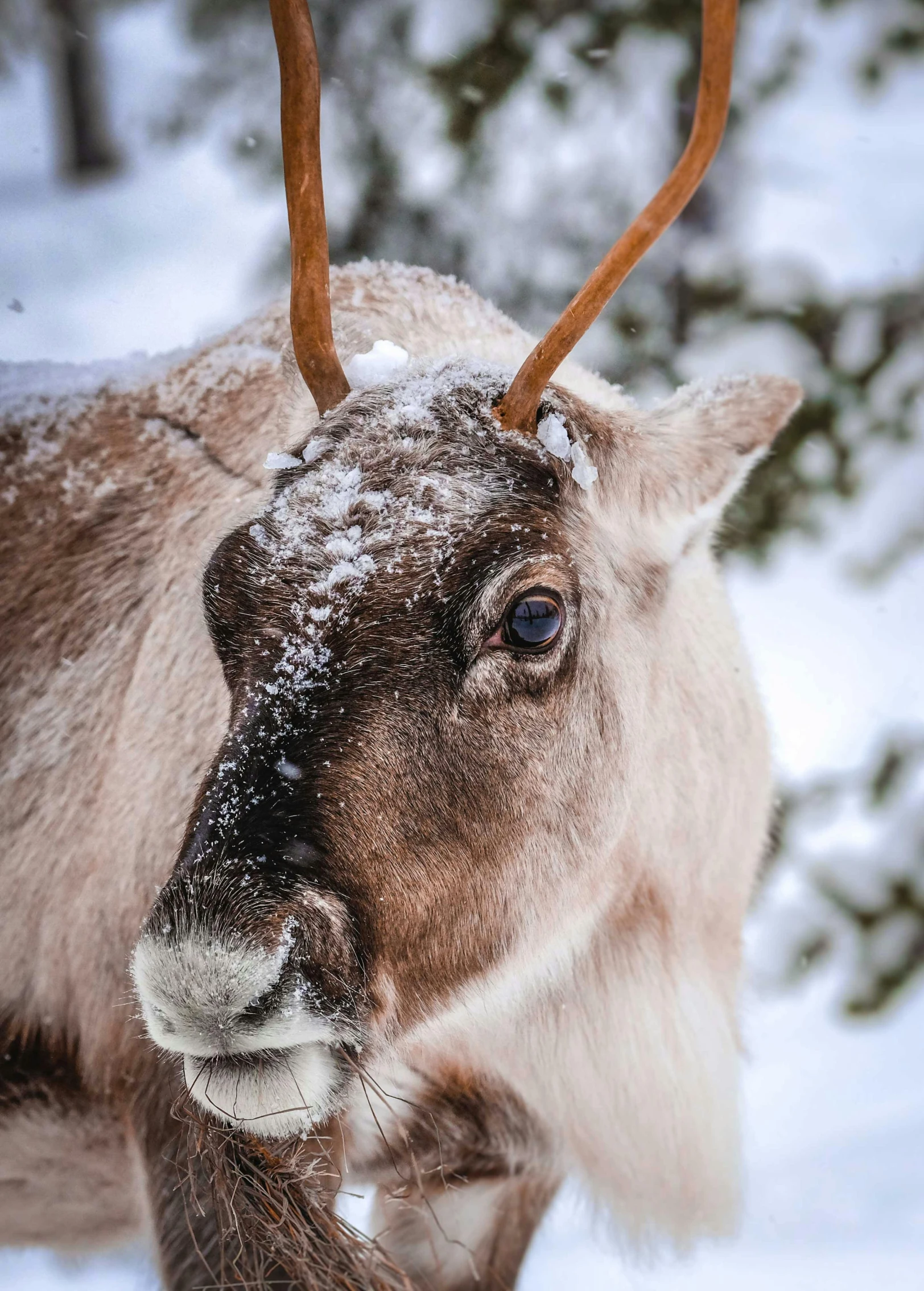 a close up of a reindeer in the snow, in an arctic forest, award - winning photo ”, 8k resolution”