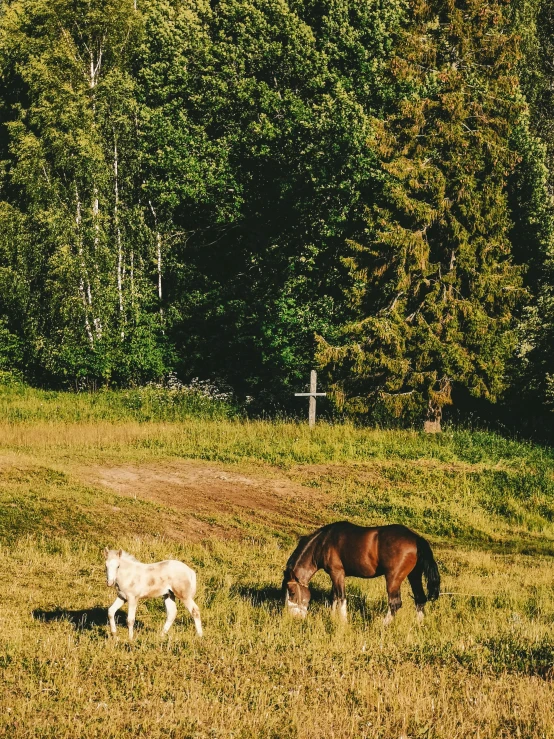 a couple of horses standing on top of a grass covered field, against the backdrop of trees, trending on vsco, multiple stories, in russia