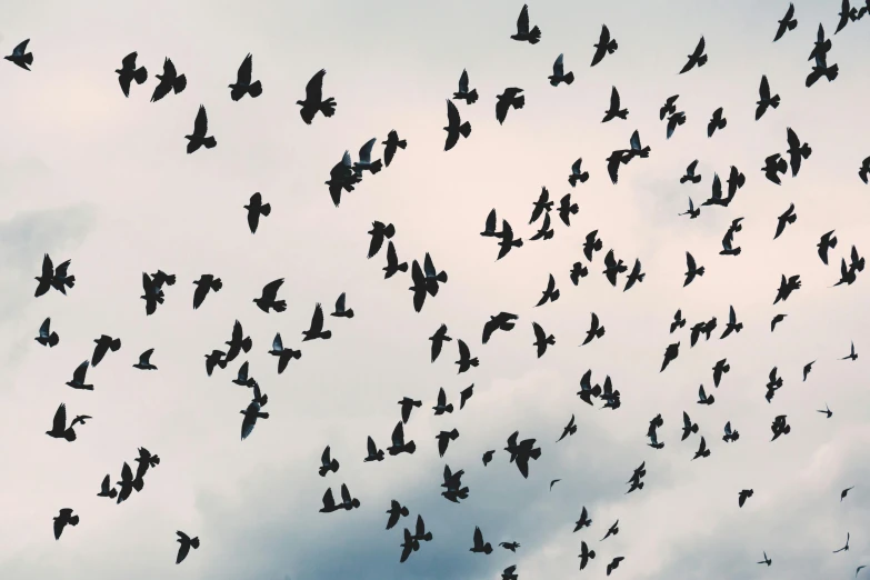 a flock of birds flying through a cloudy sky, an album cover, trending on pexels, black butterflies, busy crowds, feeds on everything, university