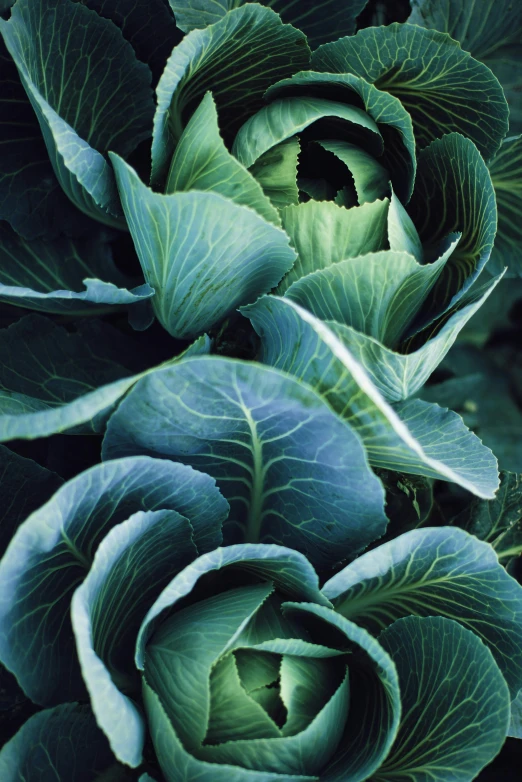 a close up of a cabbage plant with green leaves, by Yasushi Sugiyama, taken in the late 2000s, grey vegetables, acanthus, tones of blue and green