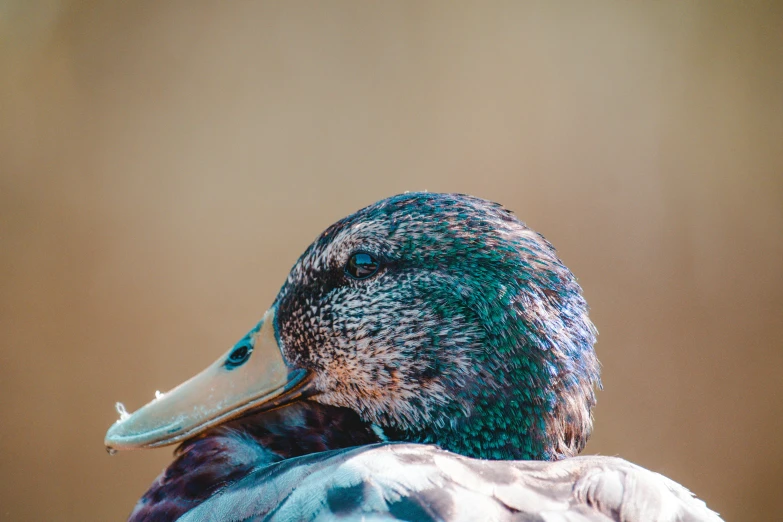 a close up of a duck's head with a blurry background, trending on pexels, teal skin, lying down, coloured photo, rear-shot