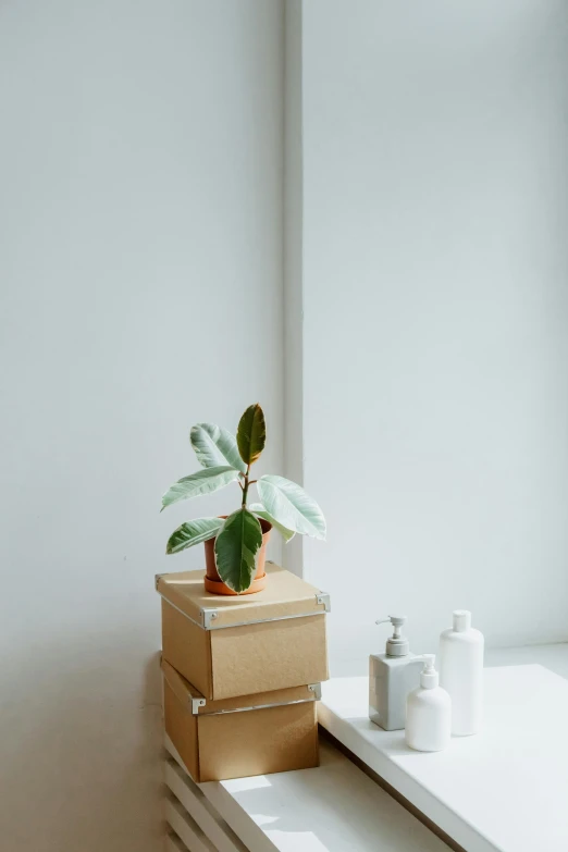 a potted plant sitting on top of a window sill, a still life, trending on pexels, postminimalism, in bathroom, cardboard, skincare, jar on a shelf