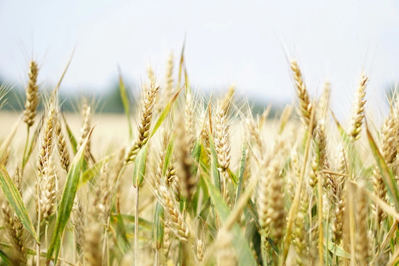 a field of wheat with a blue sky in the background, unsplash, closeup photo, multiple stories, ready to eat, high quality product image”