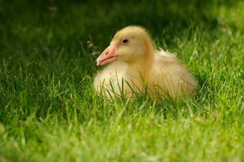 a duck that is sitting in the grass, on a green lawn