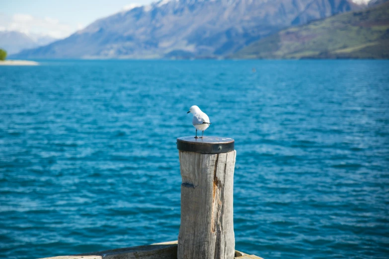 a white bird sitting on top of a wooden post, by Simon Marmion, pexels contest winner, lakeside mountains, picton blue, where a large, videogame still