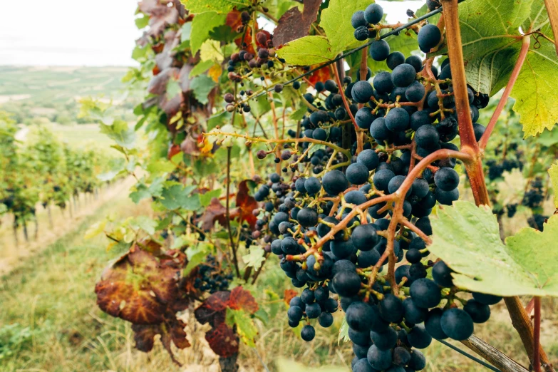 a bunch of black grapes hanging from a vine, by Caroline Mytinger, pexels, renaissance, 2 5 6 x 2 5 6 pixels, delightful surroundings, maxim shirkov, autumn