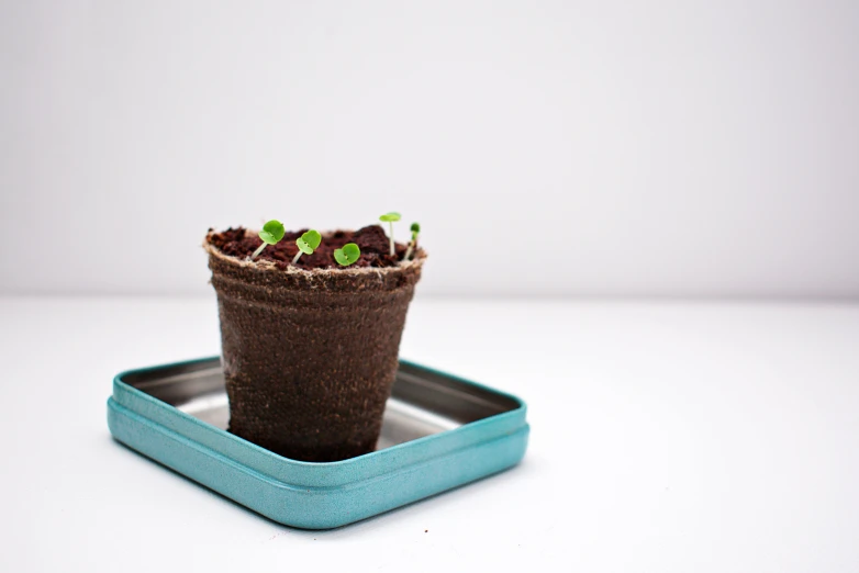 a small potted plant sitting on top of a tray, by Emma Andijewska, hurufiyya, seeds, turquoise, soil, medium - shot