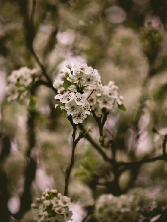 a close up of a tree with white flowers, inspired by Elsa Bleda, trending on unsplash, medium format, ansel ], 4 k hd wallpapear, alessio albi