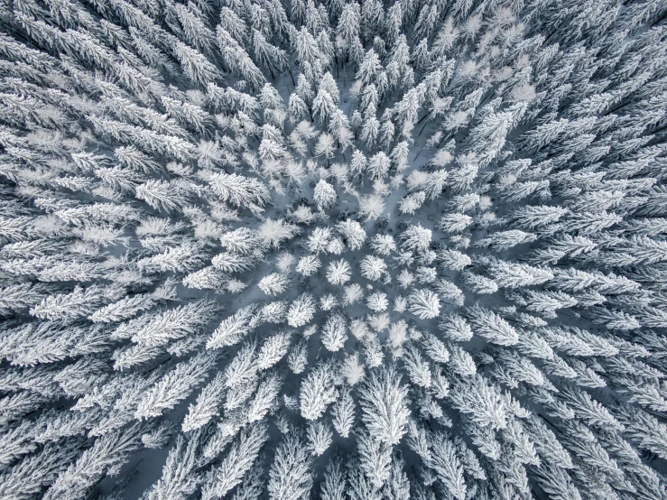 an aerial view of trees covered in snow, by Alexey Venetsianov, show from below, needles, drone photograpghy, 🌲🌌