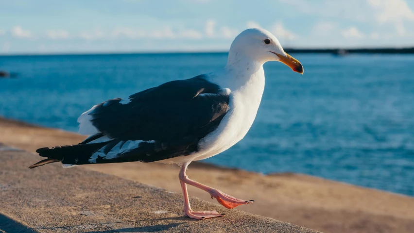 a seagull standing on a concrete ledge next to a body of water, manly, quack medicine, highly upvoted, bird legs