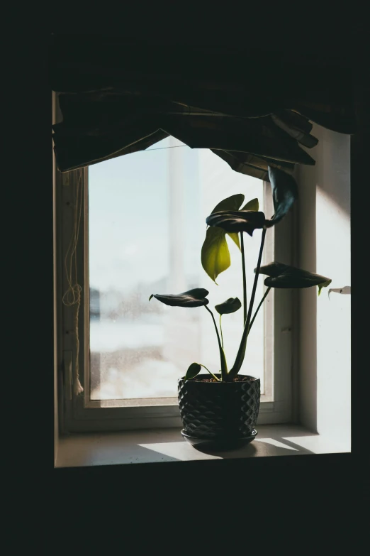 a potted plant sitting on top of a window sill, inspired by Elsa Bleda, unsplash contest winner, light and space, silhouetted, sunny bay window, taken in the early 2020s, centered in a frame