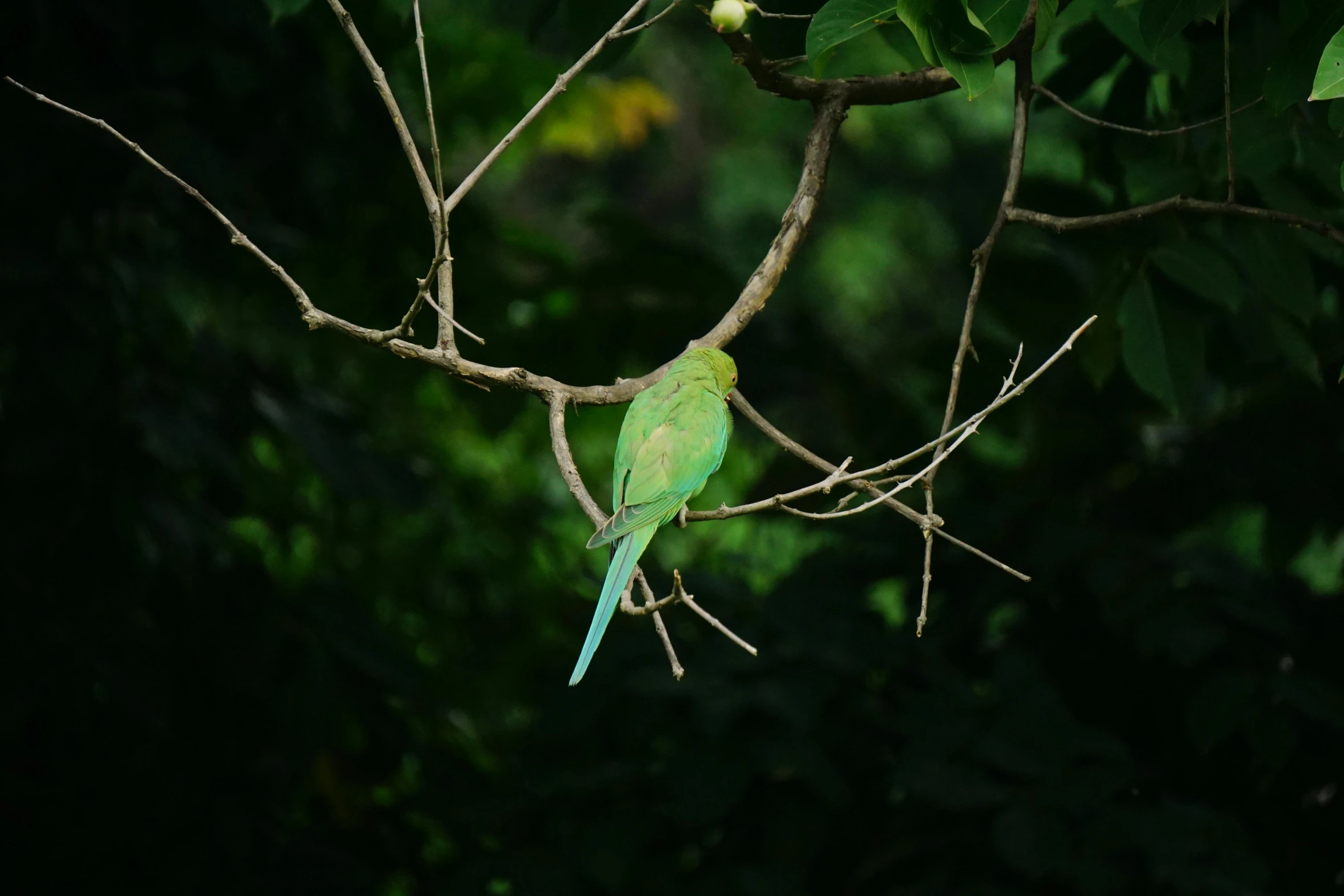 a green bird sitting on top of a tree branch, fan favorite, cinematic shot ar 9:16 -n 6 -g, multicolored, facing away