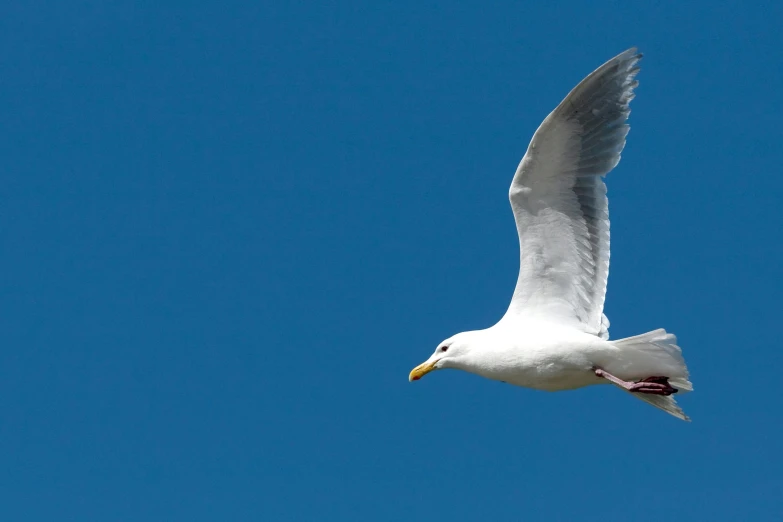 a white bird flying through a blue sky, pexels contest winner, maryport, sprawling, low detail, grey