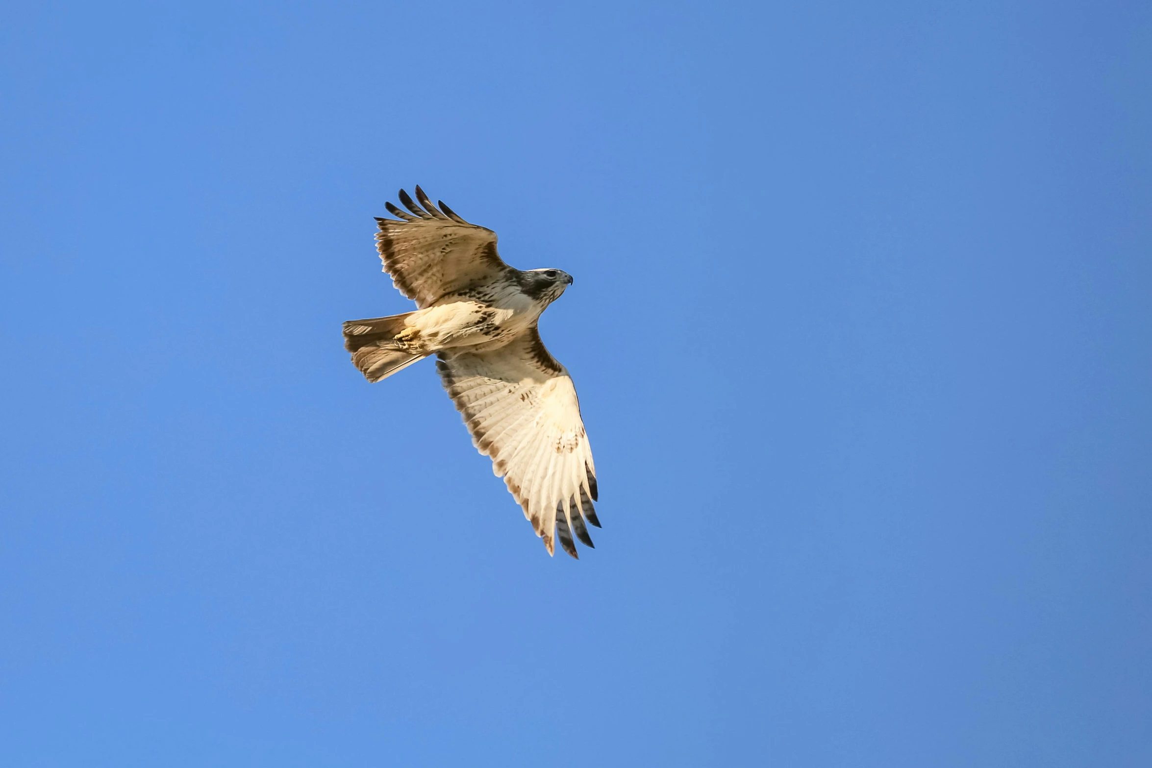 a bird that is flying in the sky, pexels, hurufiyya, avatar image, hawk, shot on sony a 7 iii, clear blue skies