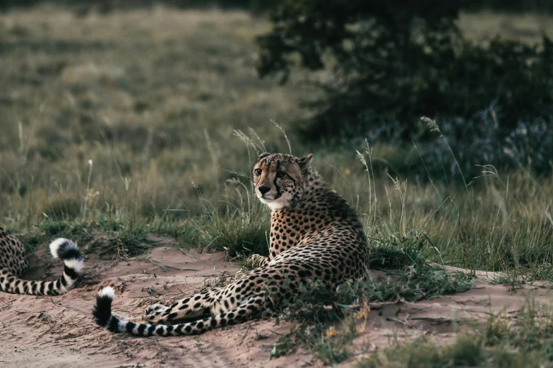 a couple of cheetah laying on top of a dirt field, pexels contest winner, gif, sitting down casually, nature outside, shot on hasselblad