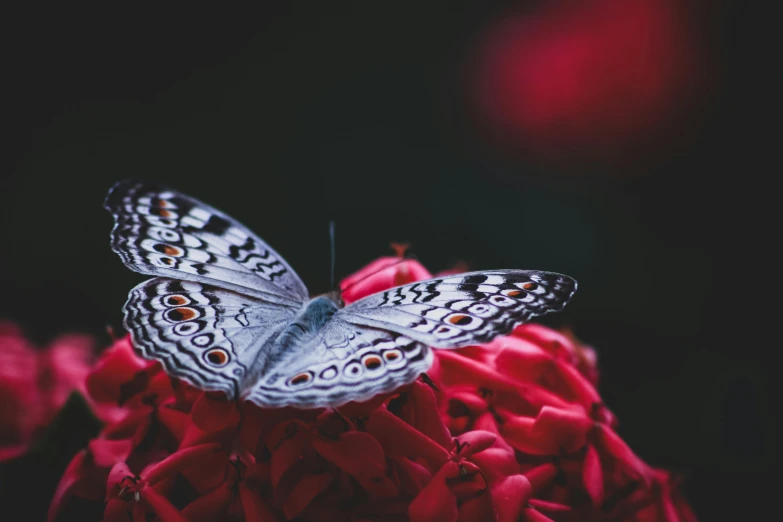 a butterfly sitting on top of a red flower, a black and white photo, by Adam Marczyński, pexels contest winner, iridescent wings, an intricate, porcelain skin ”, computer wallpaper