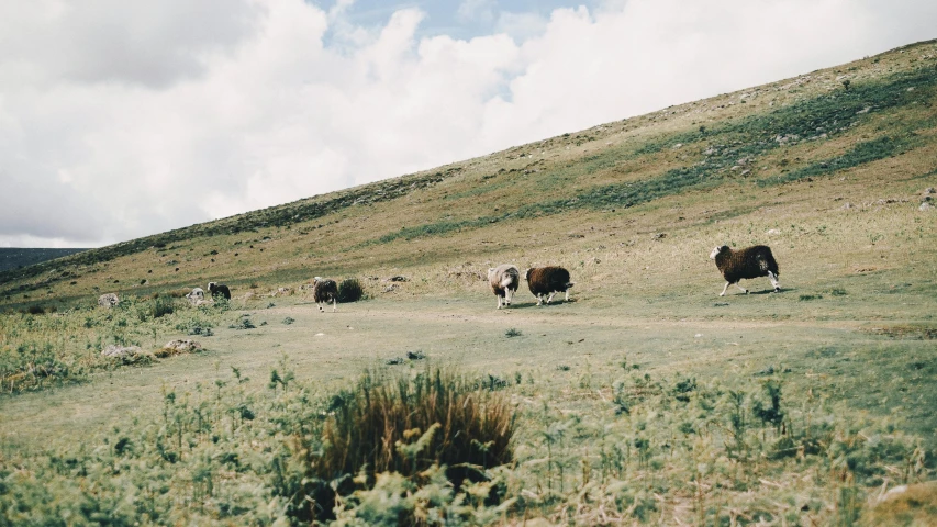 a herd of sheep grazing on a lush green hillside, an album cover, unsplash, les nabis, vsco film grain, andes, 🤠 using a 🖥, meats on the ground