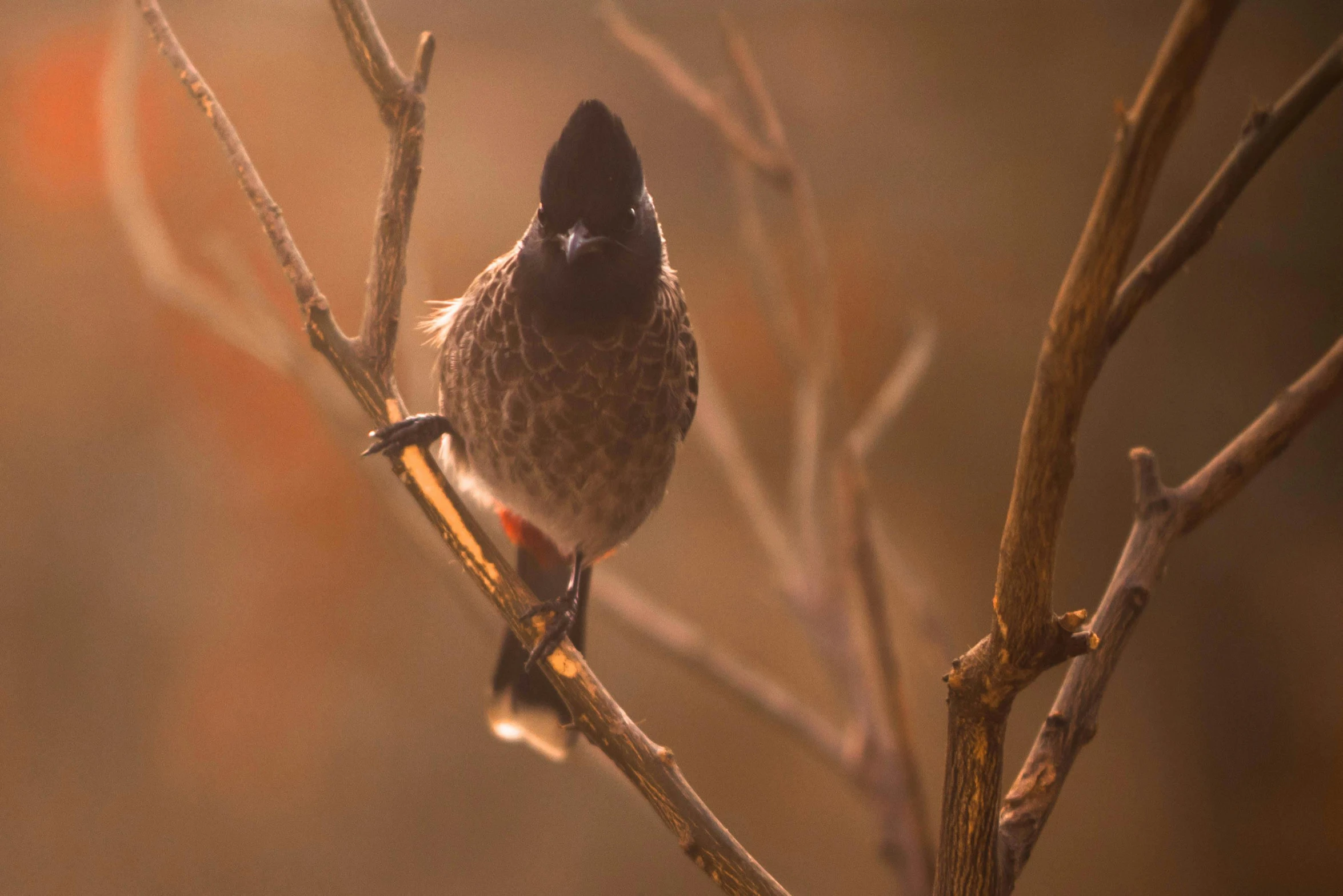 a small bird sitting on top of a tree branch, pexels contest winner, australian tonalism, rounded beak, at golden hour, an intricate, male and female