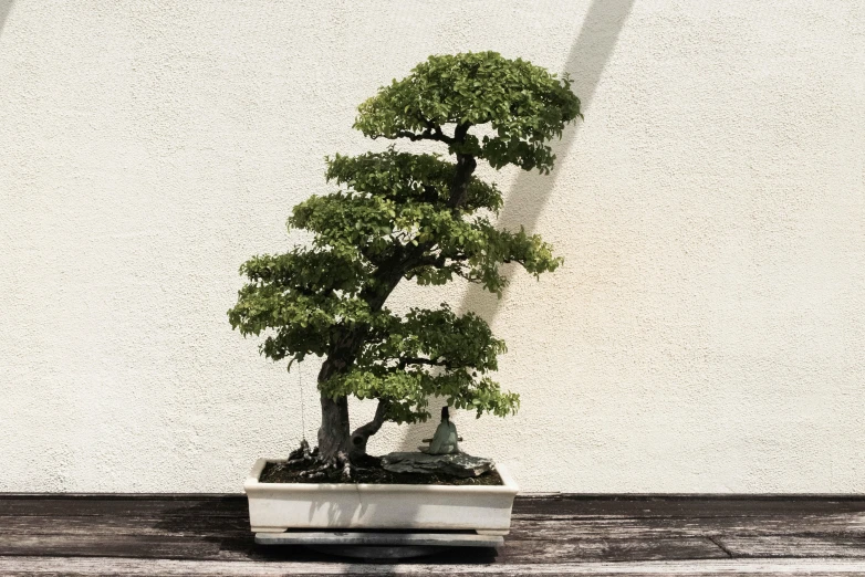 a bonsai tree in front of a white wall, inspired by Tōshi Yoshida, unsplash, hyperrealism, taken on iphone 14 pro, back - lit, green terrace, high - angle view