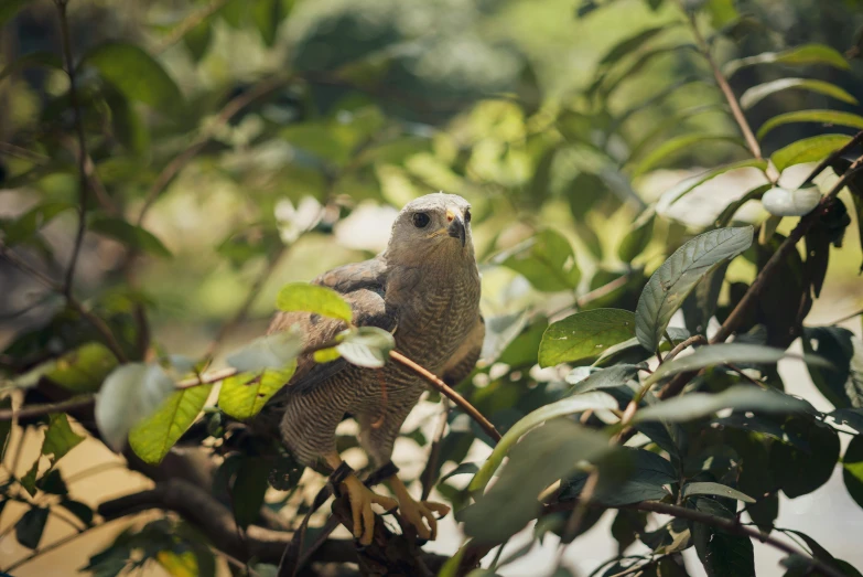 a couple of birds sitting on top of a tree branch, a portrait, unsplash, sumatraism, hawk wings, digital image