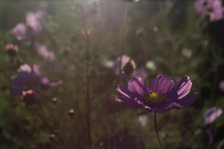 a purple flower sitting on top of a lush green field, unsplash, photorealism, 3 d unreal engine render, ethereal glare of the sun, miniature cosmos, muted colors. ue 5