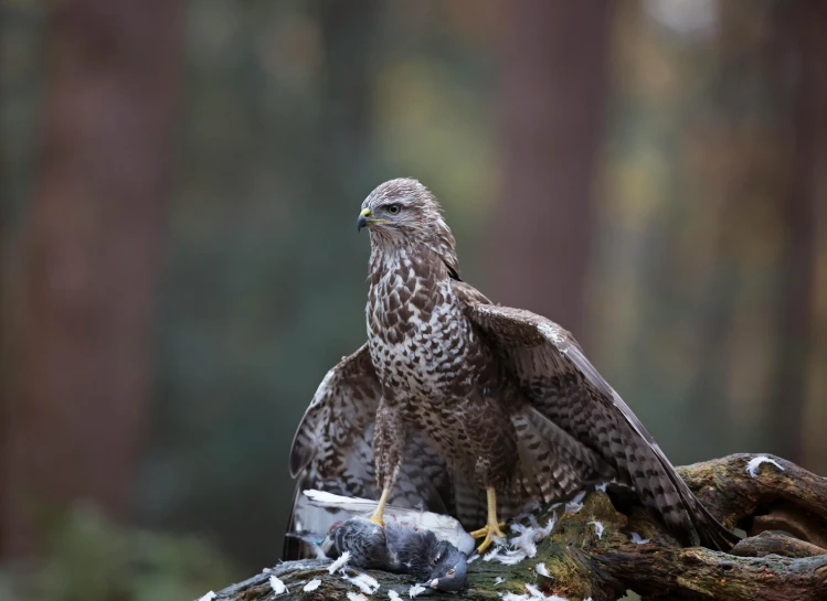 a close up of a bird of prey on a log, pexels contest winner, hurufiyya, angel sitting on a rock, family dinner, grey, no cropping