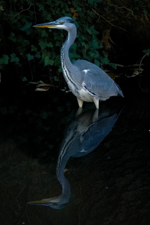 a bird that is standing in the water, highly reflective, taken on a 2000s camera, large tail, captured in low light