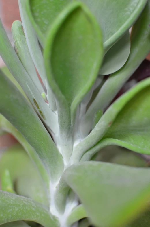 a close up of a plant with green leaves, flat grey, smooth edges, pastel', polychaeta