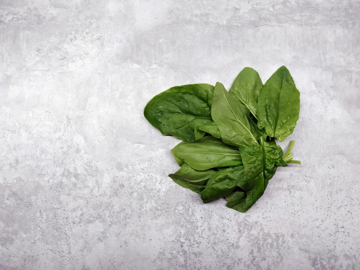 a close up of a bunch of spinach leaves, a picture, unsplash, on grey background, profile image, product view, magnesium