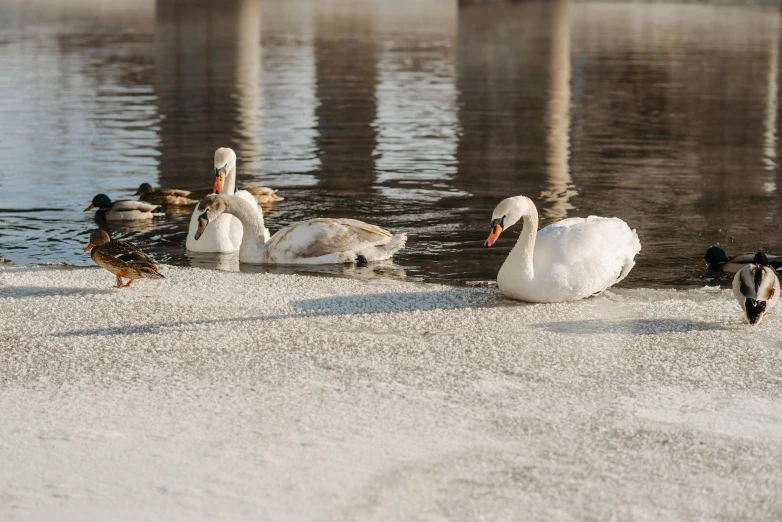 a flock of ducks standing next to a body of water, pexels contest winner, romanticism, snow camouflage, swan, jovana rikalo, sunny afternoon