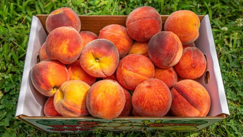 a box of peaches sitting in the grass, vibrantly lush, in shades of peach, best selling, medium angle