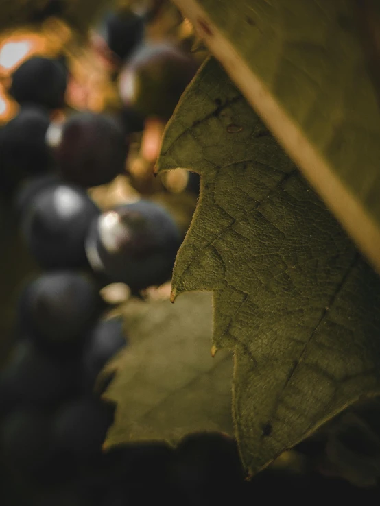 a close up of a bunch of grapes, a macro photograph, pexels contest winner, renaissance, leaves in foreground, dark. no text, portrait image, wine label