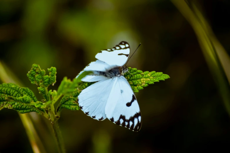 a close up of a butterfly on a leaf, pexels contest winner, hurufiyya, white color, avatar image, male and female, sassy pose