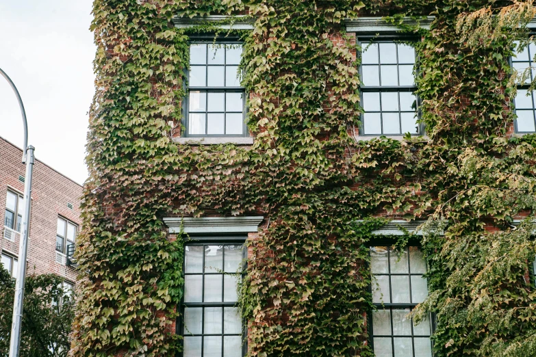 a red fire hydrant sitting in front of a tall building, a photo, inspired by Elsa Bleda, pexels, visual art, walls are covered with vines, many large green windows, renaissance autumnal, in front of a two story house