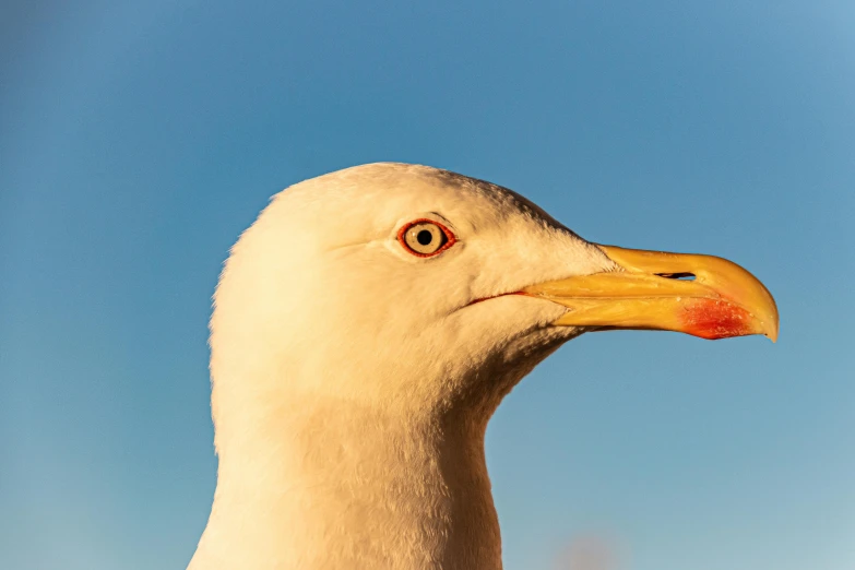 a close up of a seagull's head against a blue sky, pexels contest winner, intense albino, looking off into the sunset, uhd hyperdetailed photography, 2022 photograph