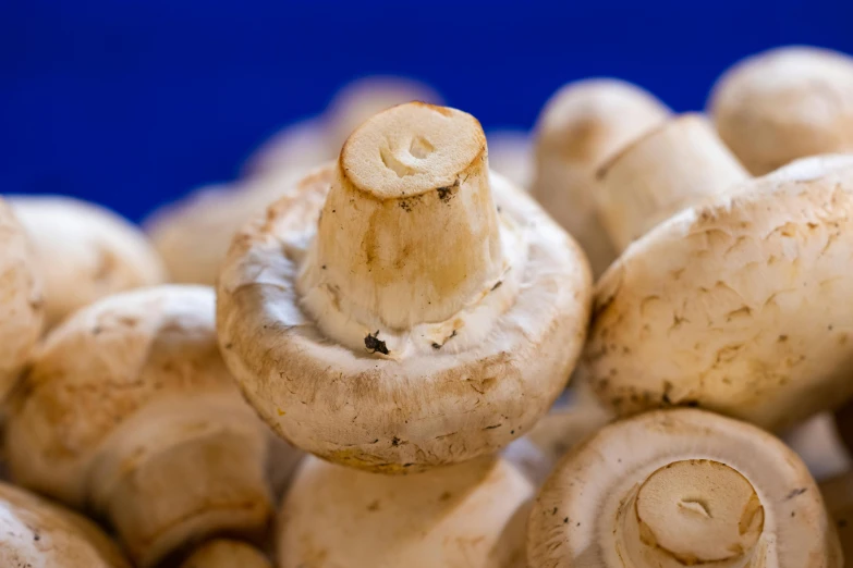 a pile of mushrooms sitting on top of each other, a macro photograph, inspired by Géza Dósa, unsplash, renaissance, round-cropped, blond, ready to eat, blue