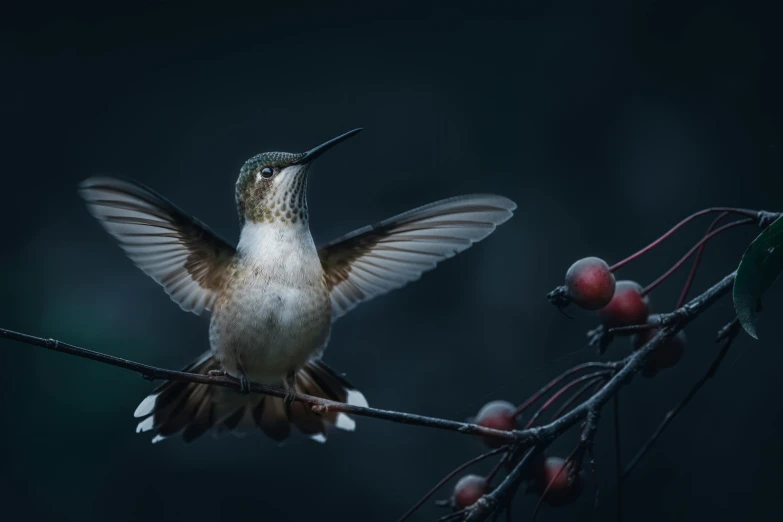 a hummingbird perches on a branch with berries, a portrait, unsplash contest winner, art photography, cinematic. by leng jun, fan favorite, arms stretched out, fine art print