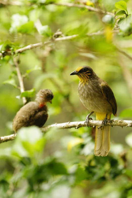 a couple of birds sitting on top of a tree branch, by Peter Churcher, sumatraism, slide show, yellow, maternal, a small